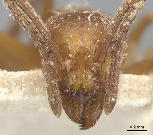 Dolichoderus rufescens - CASENT0902949