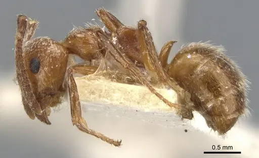 Dolichoderus rufescens - CASENT0902949