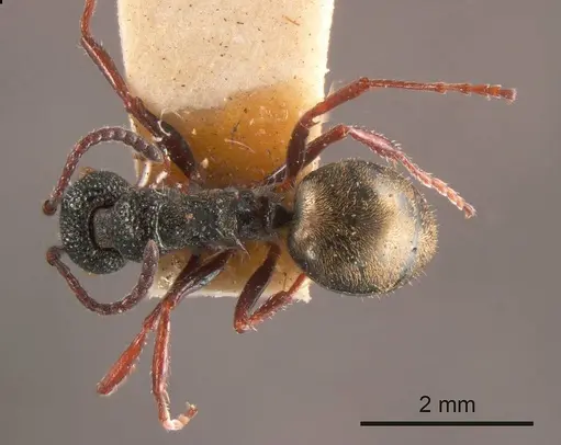Dolichoderus rufotibialis specimen