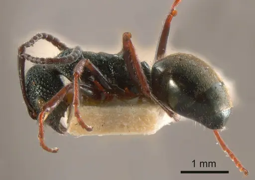 Dolichoderus rufotibialis specimen