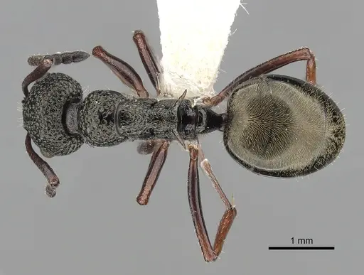 Dolichoderus rufotibialis - CASENT0249561