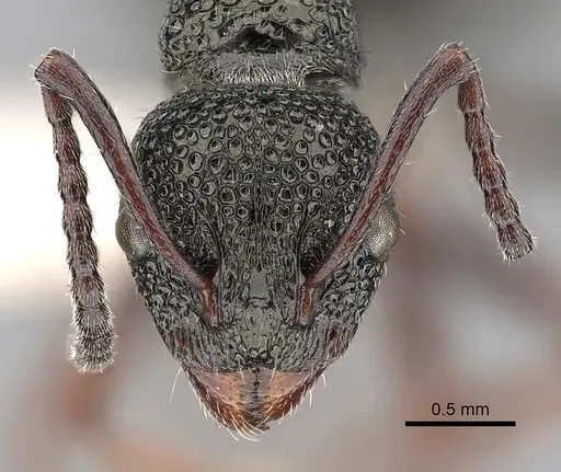 Dolichoderus rufotibialis - CASENT0249561