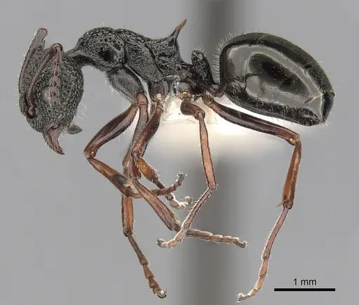 Dolichoderus rufotibialis - CASENT0249561