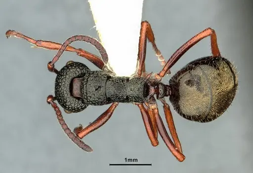 Dolichoderus rufotibialis - CASENT0886067