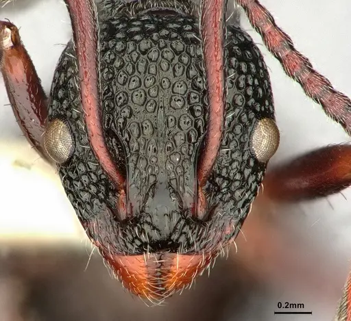 Dolichoderus rufotibialis - CASENT0886067