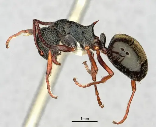 Dolichoderus rufotibialis - CASENT0886067