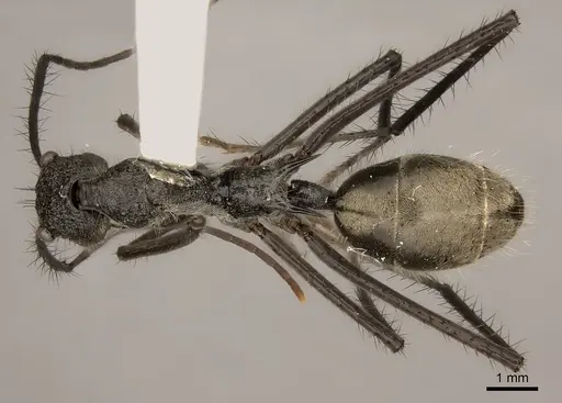 Dolichoderus rugosus specimen
