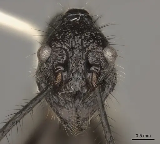 Dolichoderus rugosus specimen