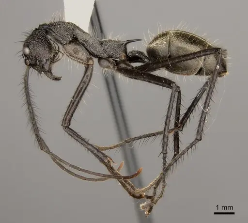 Dolichoderus rugosus specimen
