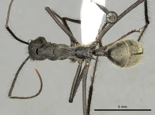 Dolichoderus rugosus - CASENT0249665