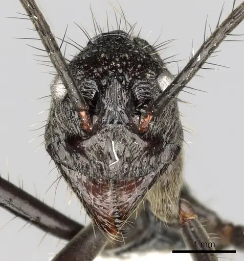 Dolichoderus rugosus - CASENT0249665
