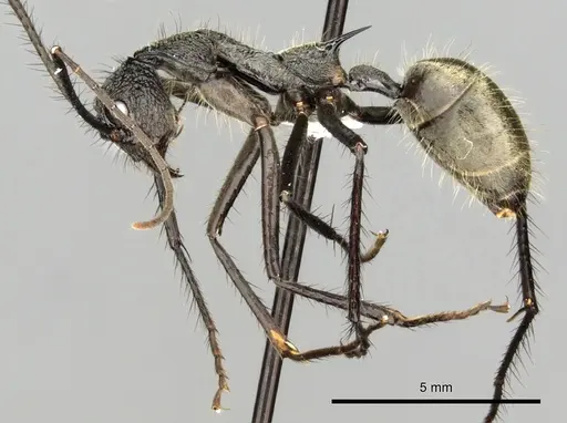 Dolichoderus rugosus - CASENT0249665