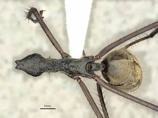 Dolichoderus rugosus - CASENT0866534