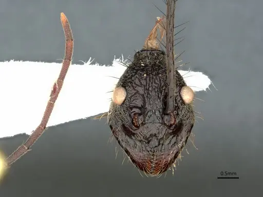 Dolichoderus rugosus - CASENT0866534