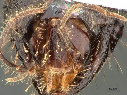 Dolichoderus rugosus - CASENT0866534