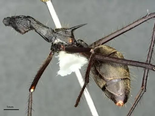 Dolichoderus rugosus - CASENT0866534