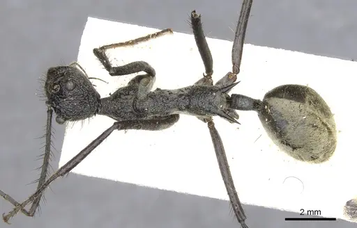 Dolichoderus rugosus - CASENT0902942