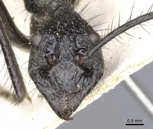 Dolichoderus rugosus - CASENT0902942