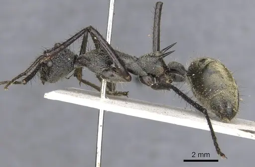 Dolichoderus rugosus - CASENT0902942
