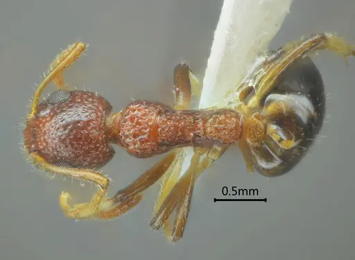 Dolichoderus sagmanotus specimen