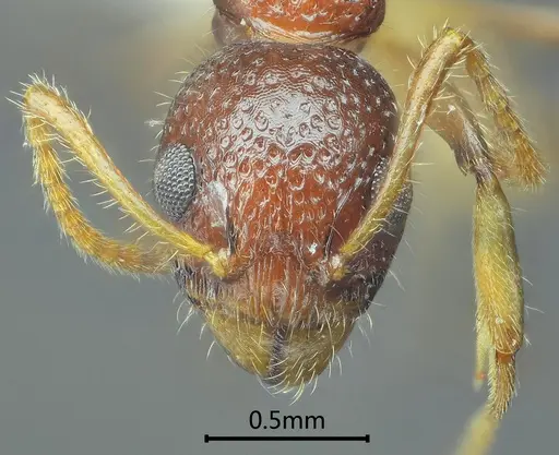 Dolichoderus sagmanotus specimen