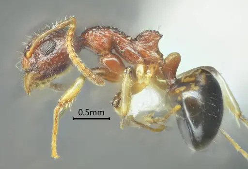Dolichoderus sagmanotus specimen