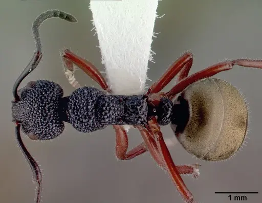 Dolichoderus scabridus specimen