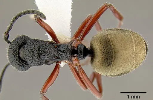 Dolichoderus scabridus - CASENT0106109