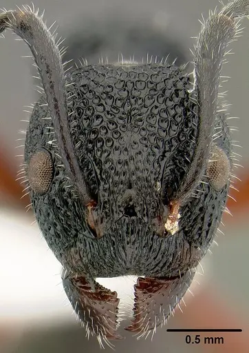 Dolichoderus scabridus - CASENT0106109