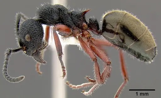 Dolichoderus scabridus - CASENT0106109