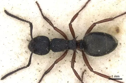 Dolichoderus scabridus - CASENT0902979