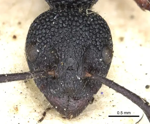 Dolichoderus scabridus - CASENT0902979