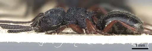 Dolichoderus scabridus - CASENT0902979