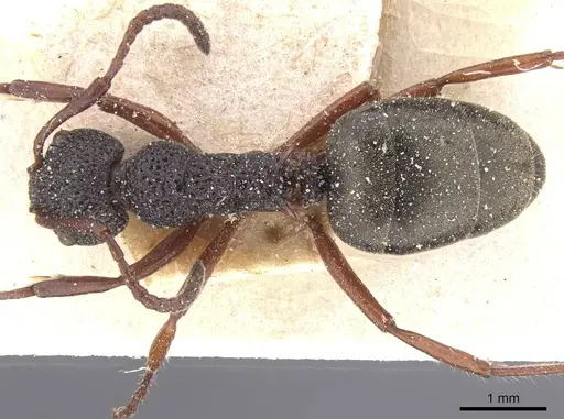 Dolichoderus scabridus - CASENT0911498