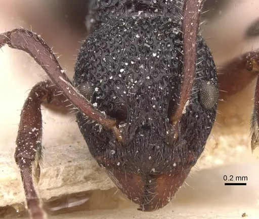 Dolichoderus scabridus - CASENT0911498