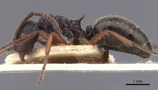 Dolichoderus scabridus - CASENT0911498