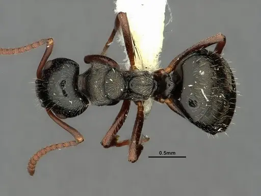 Dolichoderus schulzi specimen