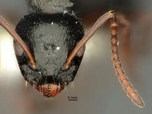 Dolichoderus schulzi specimen