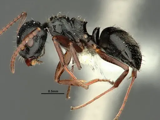Dolichoderus schulzi specimen