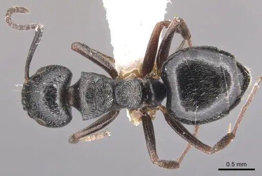 Dolichoderus schulzi - CASENT0905036