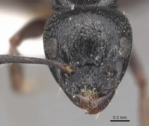 Dolichoderus schulzi - CASENT0905036