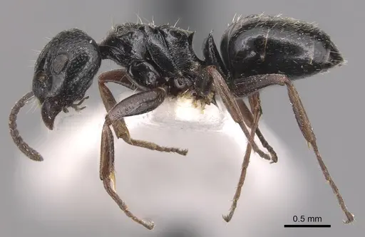 Dolichoderus schulzi - CASENT0905036
