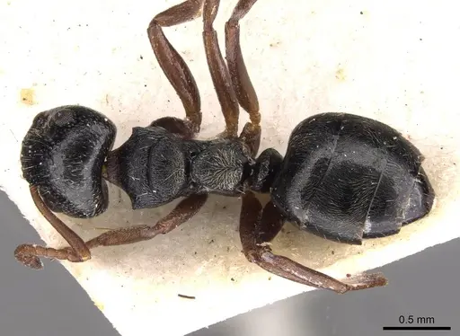 Dolichoderus schulzi - CASENT0909452