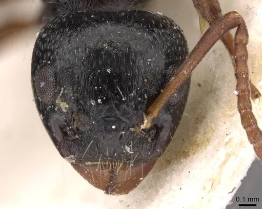 Dolichoderus schulzi - CASENT0909452