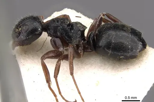 Dolichoderus schulzi - CASENT0909452