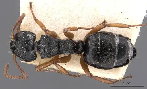 Dolichoderus schulzi - CASENT0909455