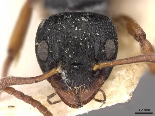 Dolichoderus schulzi - CASENT0909455