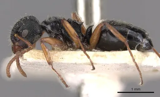 Dolichoderus schulzi - CASENT0909455