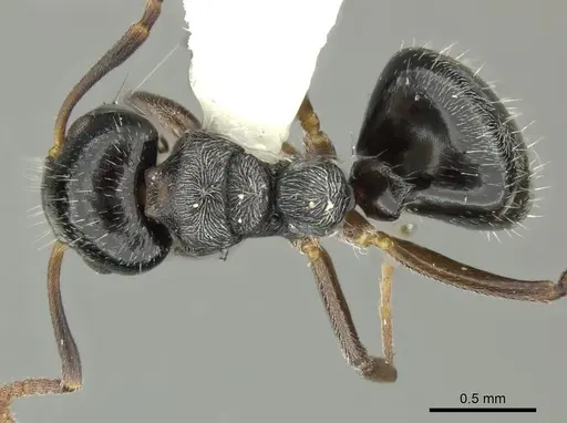 Dolichoderus schulzi - INBIOCRI001276208