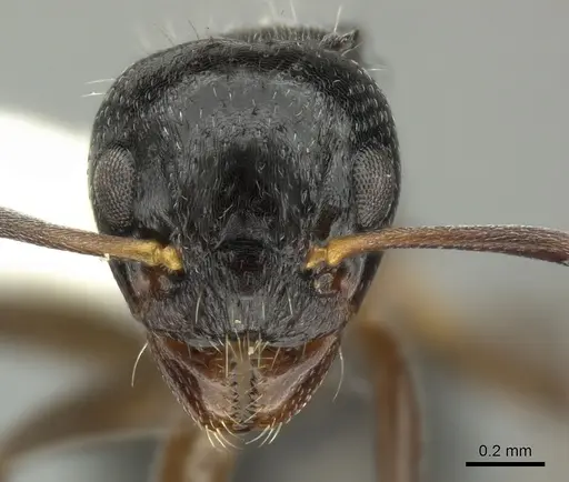 Dolichoderus schulzi - INBIOCRI001276208